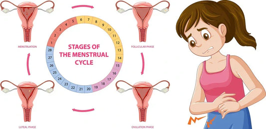 menstrual cycle phases