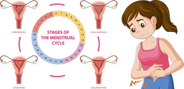 What Your Biology Teacher Didn’t Tell You About Your Cycle (But Should Have)
